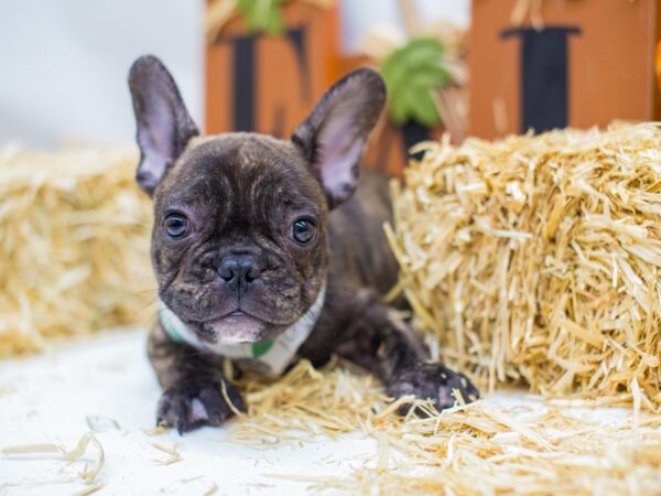 French Bulldog DOG Male Brindle 14392 Petland Wichita, Kansas