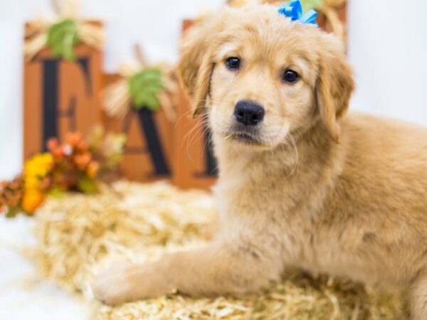 Golden Retriever DOG Female Golden 14391 Petland Wichita, Kansas