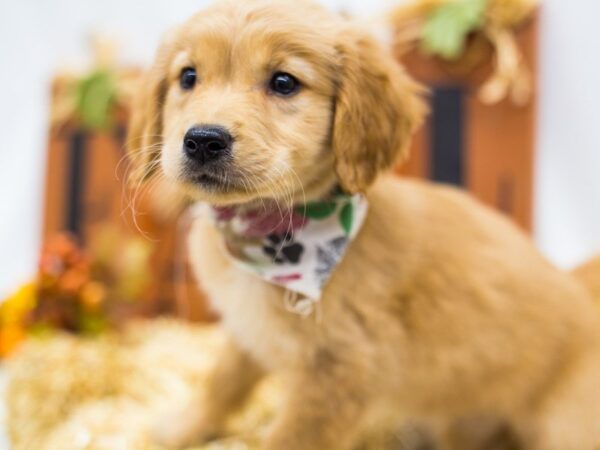 Golden Retriever DOG Male Golden 14390 Petland Wichita, Kansas