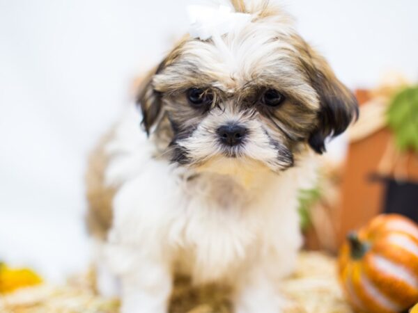 Shih Tzu DOG Female Gold and White 14389 Petland Wichita, Kansas