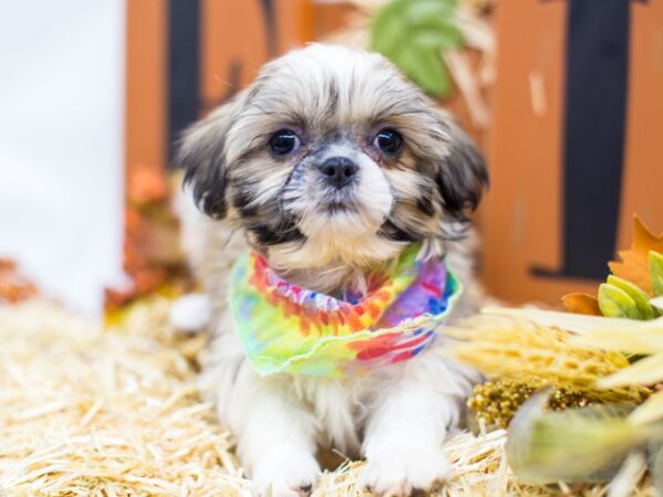 Shih Tzu DOG Male Gold and White 14388 Petland Wichita, Kansas