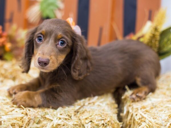 Miniature Dachshund DOG Female Long Hair Chocolate & Tan 14387 Petland Wichita, Kansas