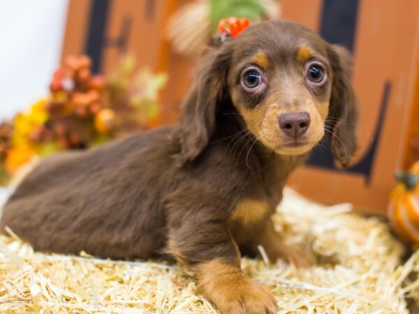 Miniature Dachshund DOG Female Long Hair Chocolate & Tan 14386 Petland Wichita, Kansas