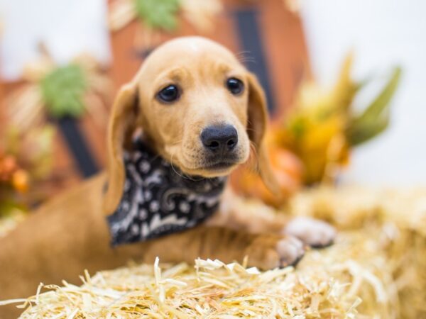 Miniature Dachshund DOG Male Red Cream Smooth Coat 14385 Petland Wichita, Kansas