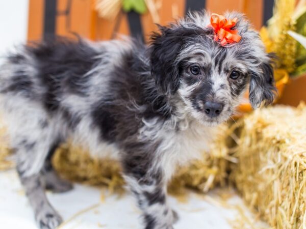 Miniature Aussiedoodle-DOG-Female-Blue Merle-14383-Petland Wichita, Kansas