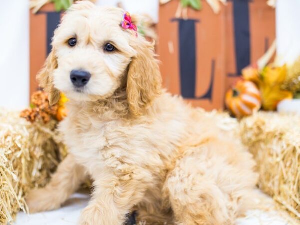 Goldendoodle DOG Female Golden 14382 Petland Wichita, Kansas