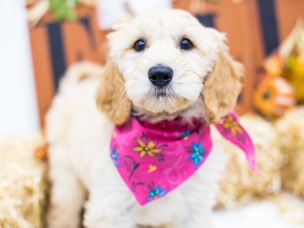 Goldendoodle DOG Female Golden 14381 Petland Wichita, Kansas