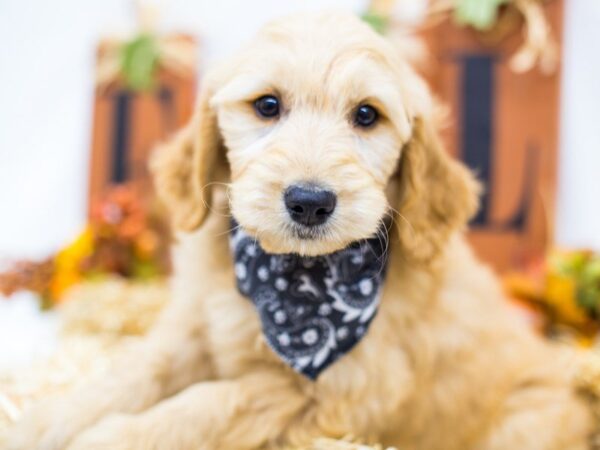 Goldendoodle DOG Male Golden 14380 Petland Wichita, Kansas