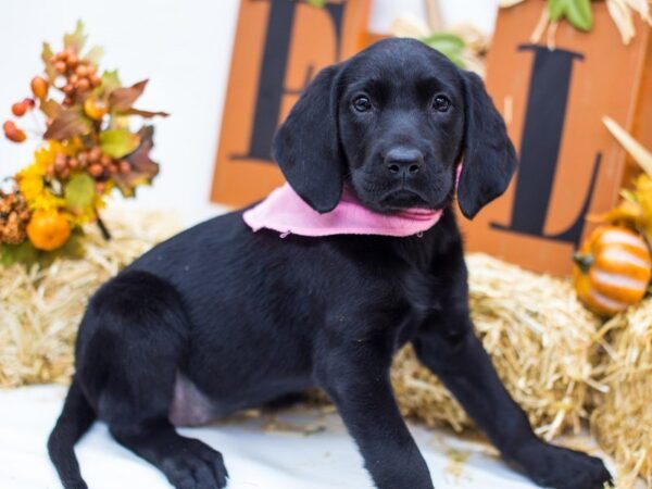 Labrador Retriever DOG Female Black 14379 Petland Wichita, Kansas