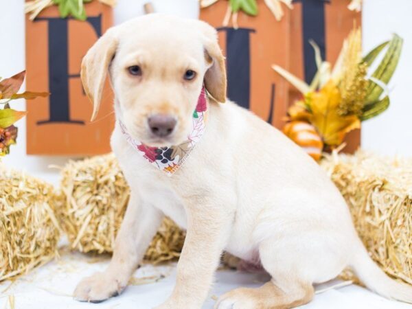 Labrador Retriever-DOG-Male-Yellow-14378-Petland Wichita, Kansas
