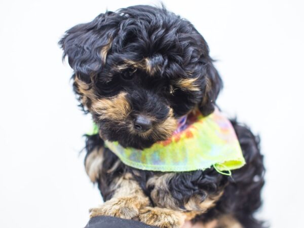 Yorkie Poo DOG Male Black and Tan 14377 Petland Wichita, Kansas