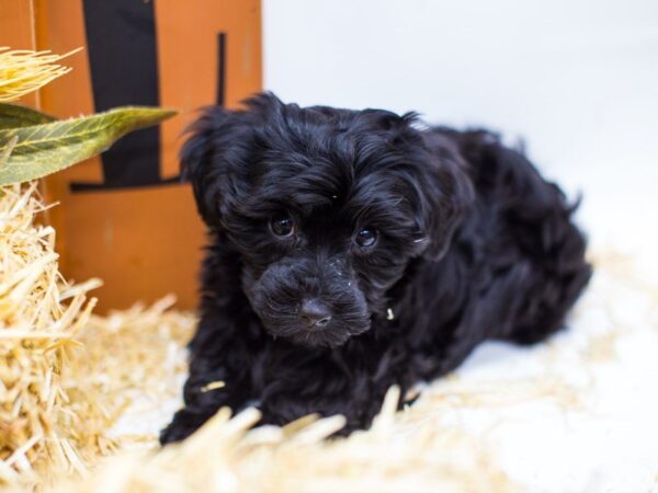 Yorkie Poo-DOG-Male-Black-14376-Petland Wichita, Kansas