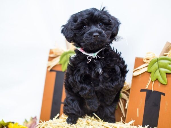 Yorkie Poo DOG Male Black 14375 Petland Wichita, Kansas