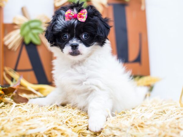 Peke-A-Poo DOG Female Black and White 14420 Petland Wichita, Kansas