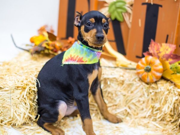 Miniature Pinscher DOG Male Black & Tan 14419 Petland Wichita, Kansas