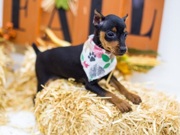 Miniature Pinscher DOG Male Black & Tan 14418 Petland Wichita, Kansas