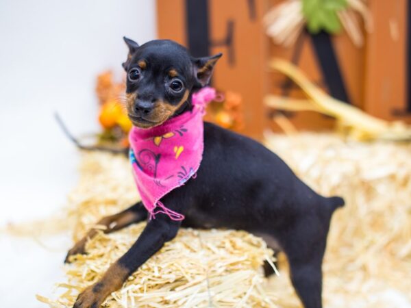 Miniature Pinscher DOG Female Black & Tan 14417 Petland Wichita, Kansas