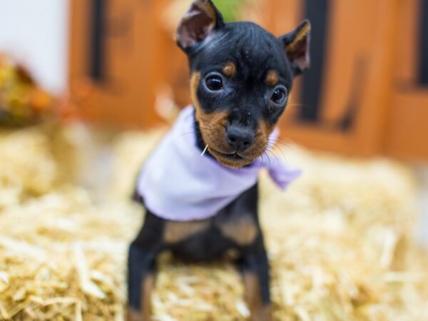 Miniature Pinscher DOG Female Black & Tan 14416 Petland Wichita, Kansas