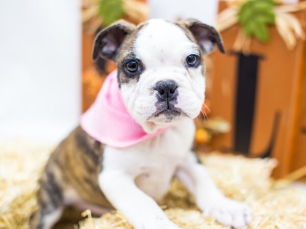 Free Lance Bulldog-DOG-Female-Brindle & White-14415-Petland Wichita, Kansas