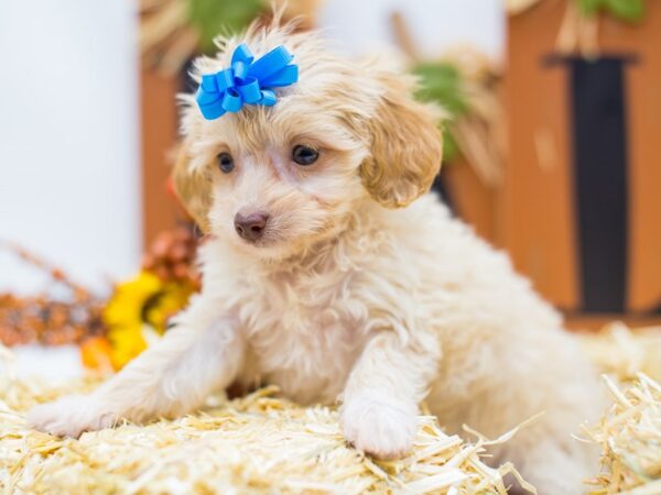 Chiweenie-Poo DOG Female Blonde 14414 Petland Wichita, Kansas