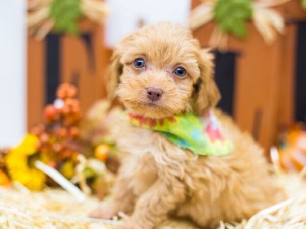 Chiweenie-Poo DOG Male Blonde Red 14413 Petland Wichita, Kansas