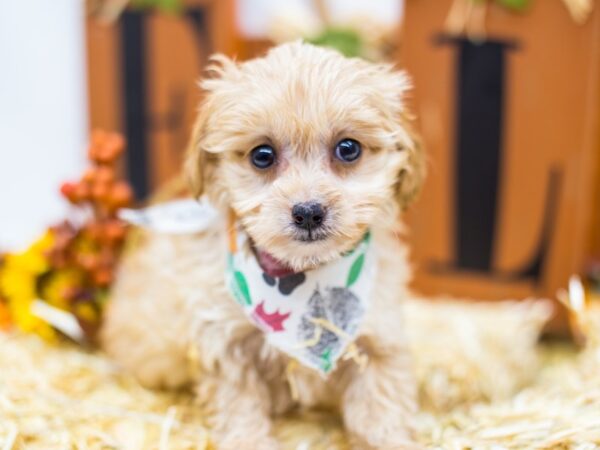 Chiweenie-Poo DOG Male Blonde 14412 Petland Wichita, Kansas