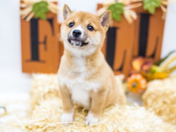 Shiba Inu-DOG-Female-Sesame-14410-Petland Wichita, Kansas