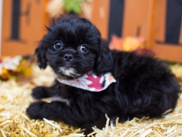 Peke-A-Poo DOG Male Black 14408 Petland Wichita, Kansas