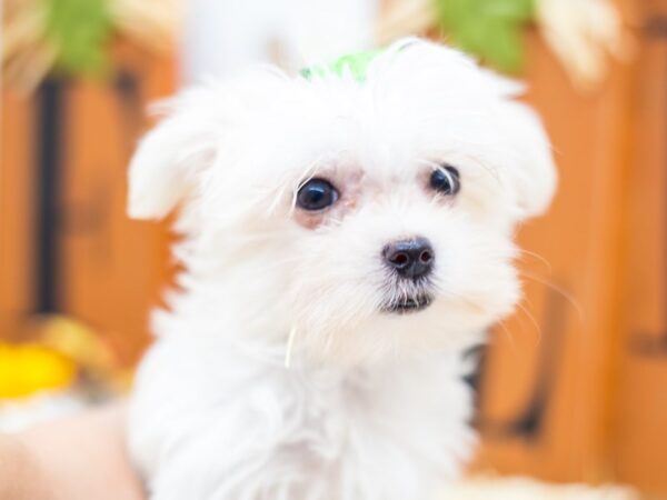 Toy Maltipom DOG Female White 14407 Petland Wichita, Kansas