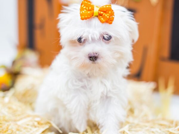 Toy Maltipom DOG Female White 14406 Petland Wichita, Kansas