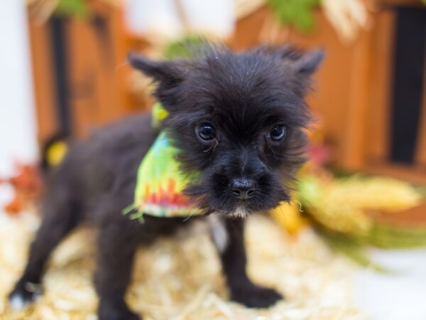 Toy Maltipom DOG Male Black 14405 Petland Wichita, Kansas