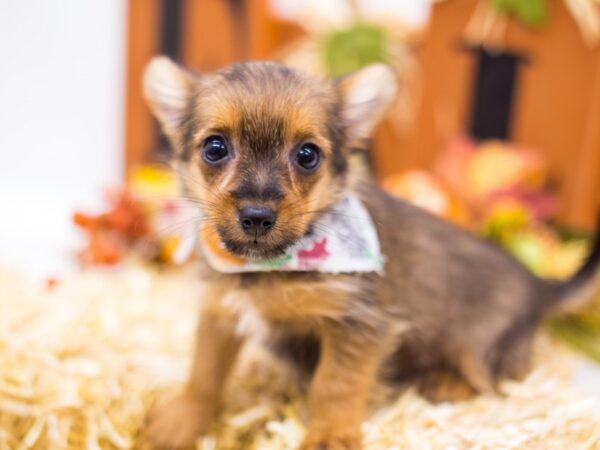 Toy Maltipom-DOG-Male-Sable-14404-Petland Wichita, Kansas