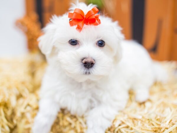 Malti Poo DOG Female White 14403 Petland Wichita, Kansas