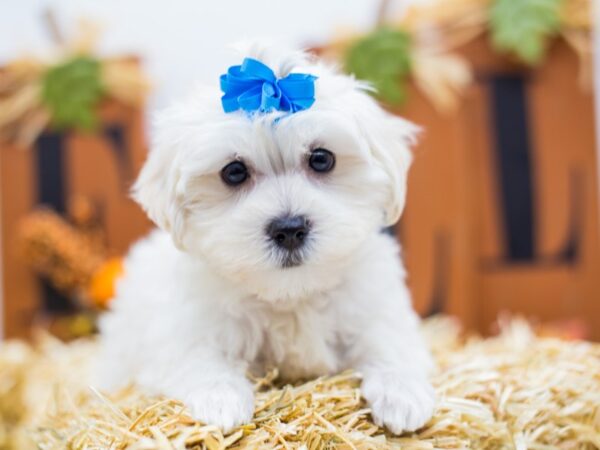 Malti Poo DOG Female White 14402 Petland Wichita, Kansas