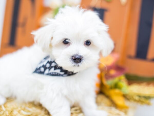 Malti Poo DOG Male White 14401 Petland Wichita, Kansas