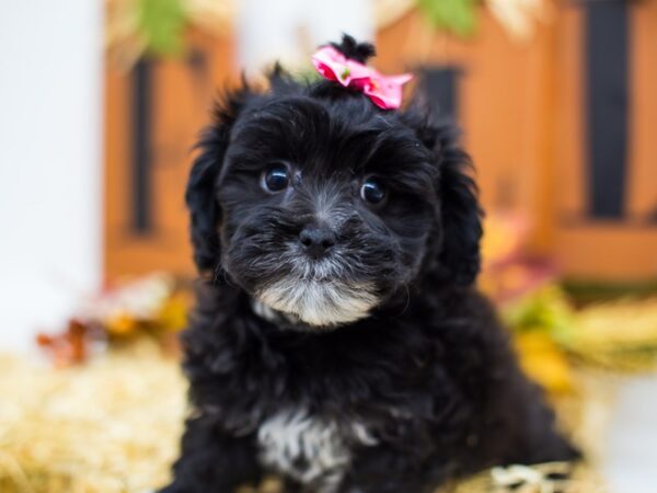 Hava Poo DOG Female Black w/ White Socks 14400 Petland Wichita, Kansas