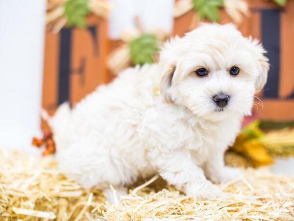 Hava Poo DOG Male Cream 14399 Petland Wichita, Kansas