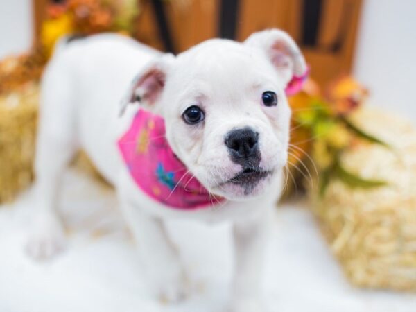 Old English Bulldog DOG Female White 14396 Petland Wichita, Kansas