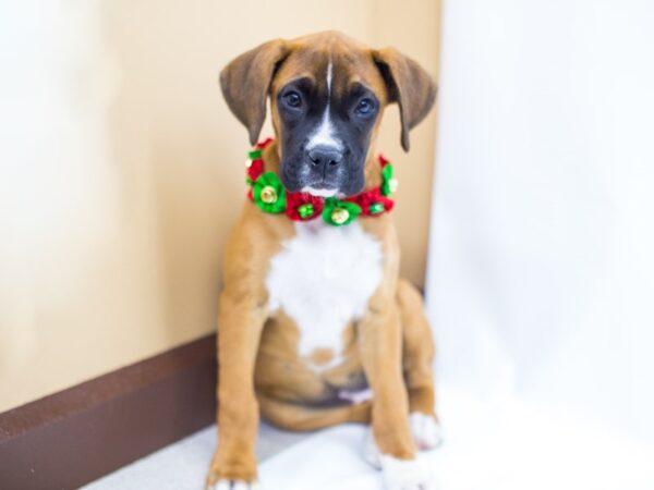 Boxer DOG Female Fawn w/ Black Mask 14435 Petland Wichita, Kansas