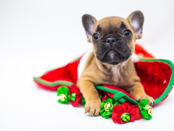 French Bulldog DOG Female Red Fawn 14451 Petland Wichita, Kansas