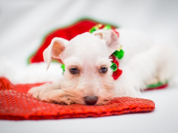 Miniature Schnauzer DOG Female White 14450 Petland Wichita, Kansas