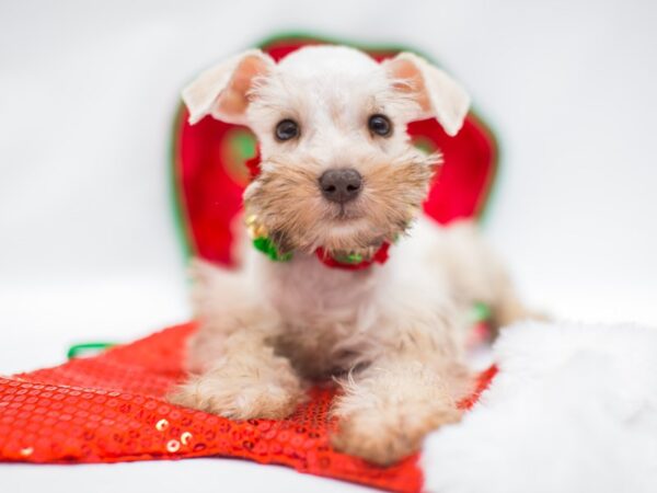 Miniature Schnauzer DOG Female White Chocolate 14449 Petland Wichita, Kansas