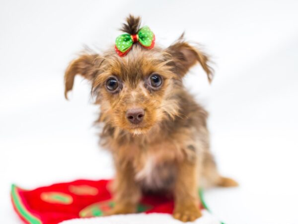 Yorkshire Terrier DOG Female Chocolate and Tan 14448 Petland Wichita, Kansas