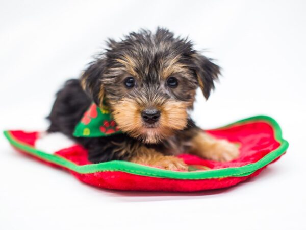 Yorkshire Terrier DOG Male Black and Tan 14447 Petland Wichita, Kansas