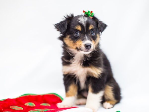 Toy Australian Shepherd DOG Female Black Tri 14446 Petland Wichita, Kansas