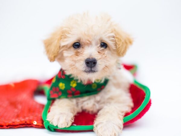 Toy Poodle DOG Male Apricot 14445 Petland Wichita, Kansas