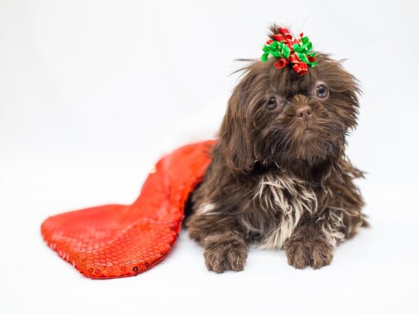 Shih Tzu DOG Female Brown and White 14444 Petland Wichita, Kansas