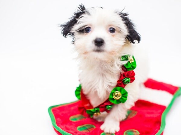 Havanese DOG Female Black and White 14443 Petland Wichita, Kansas