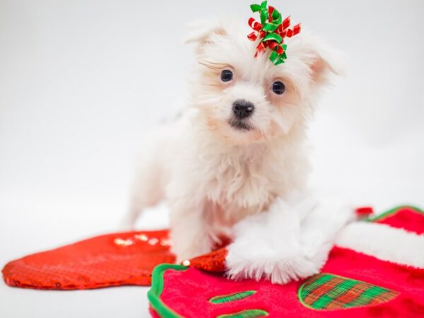 Havanese-DOG-Female-Black and White-14442-Petland Wichita, Kansas