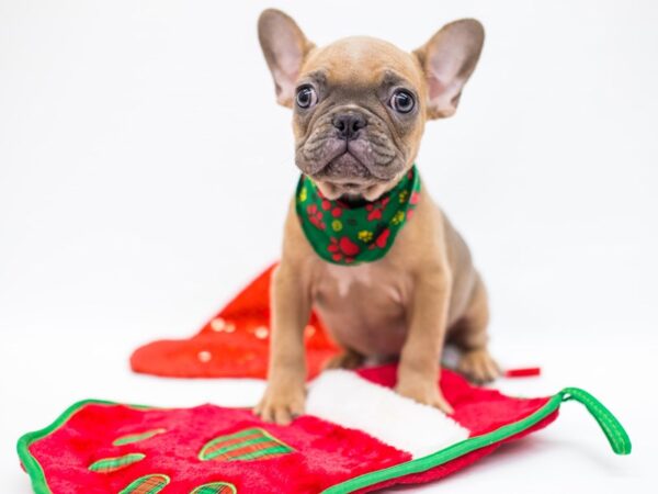 French Bulldog-DOG-Male-Blue Fawn-14439-Petland Wichita, Kansas